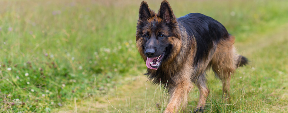 German Shepherd walking on the grass