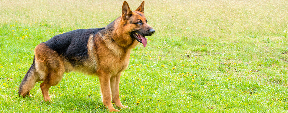 German Shepherd