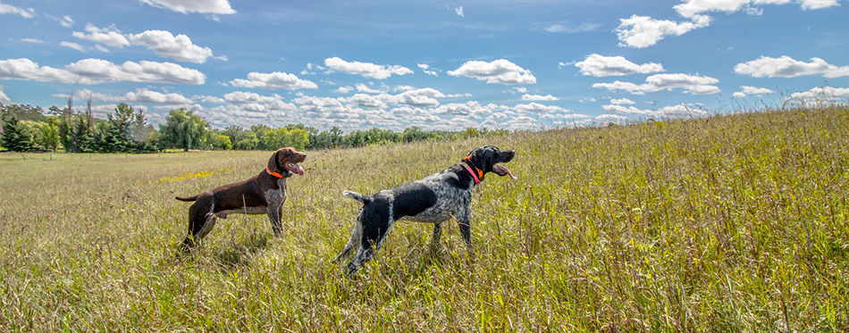 German Shorthaired Pointer