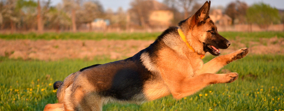 German shepherd