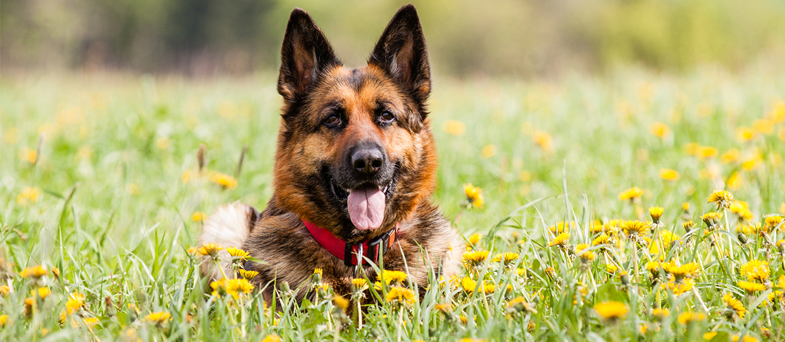 German shepherd dog in the grass