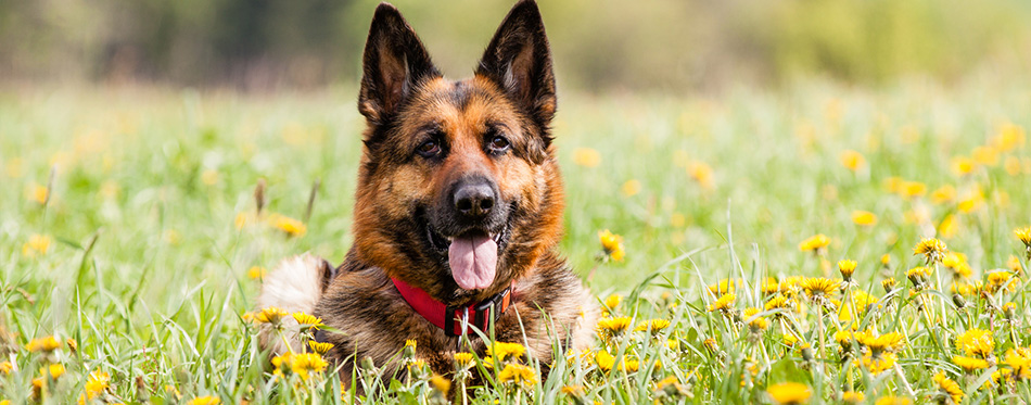 German shepherd dog lying in the grass