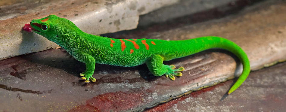 Giant Day Gecko