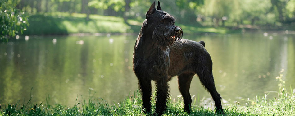 Giant Schnauzer