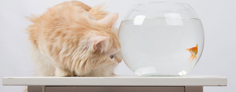 Ginger cat standing next to a fish tank