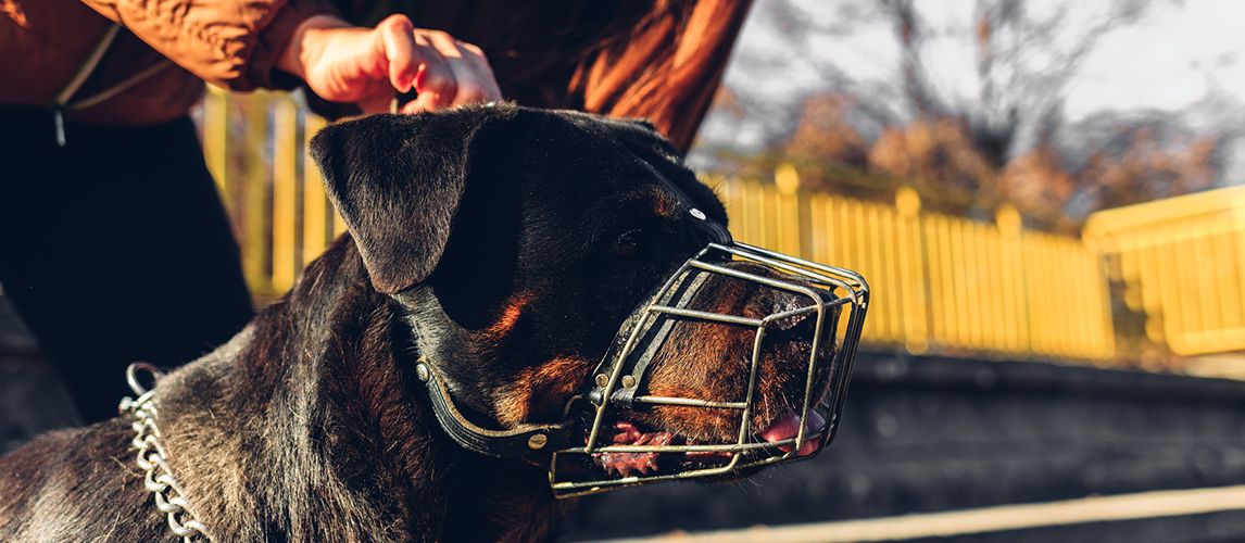 Girl puts her dog muzzle