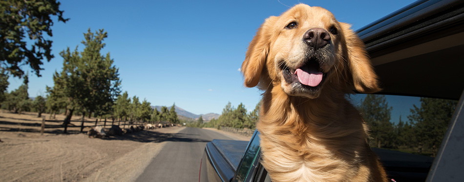 Golden Retriever Dog on a road trip