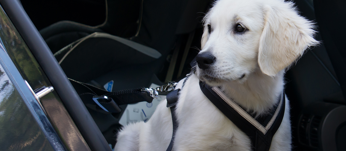 Golden Retriever Puppy in car