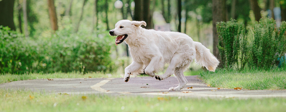 Golden Retriever dog in the park