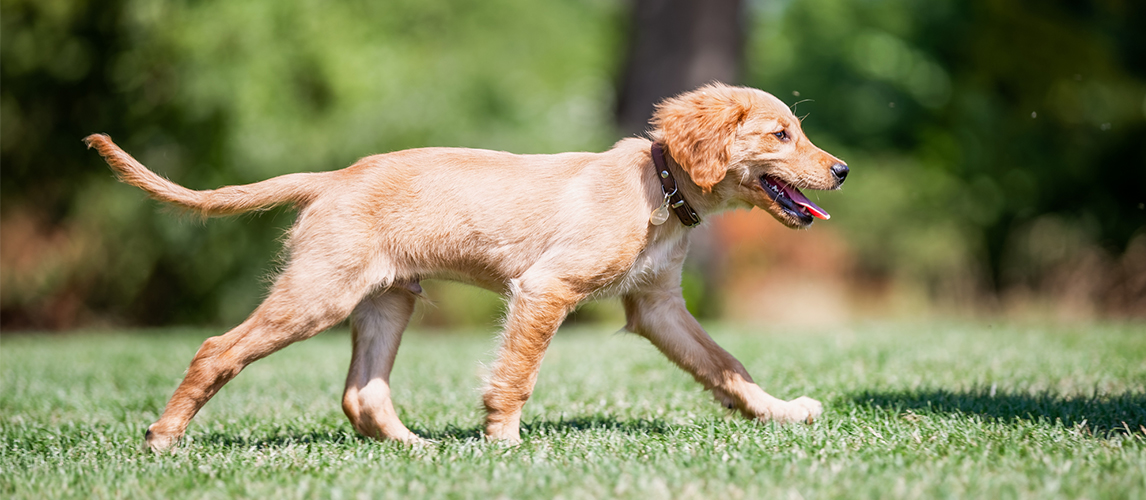 Golden Retriever puppy