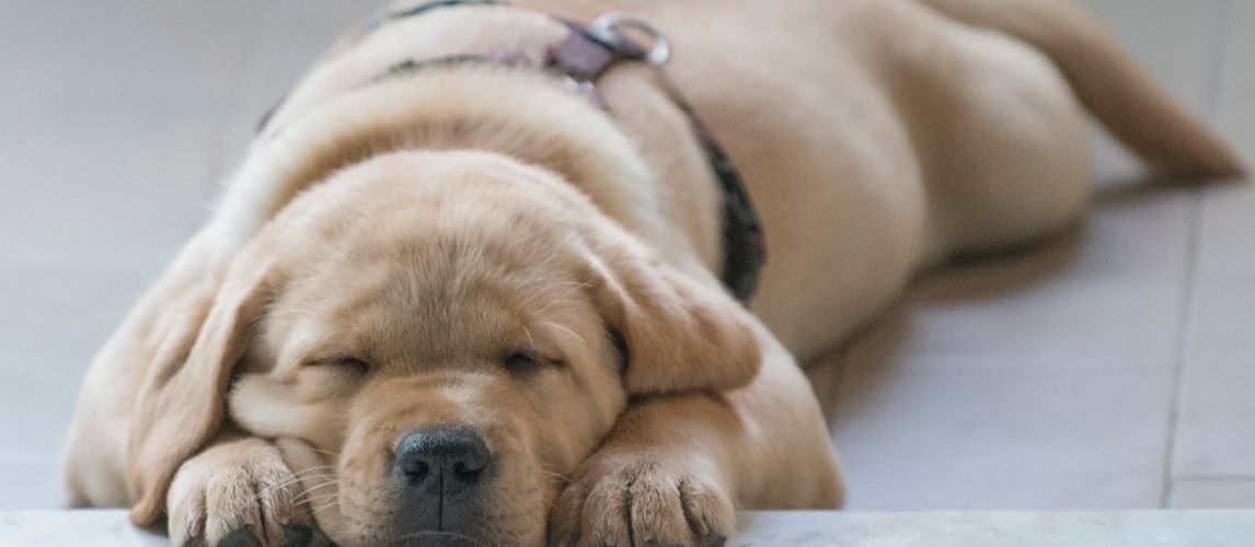 Golden labrador dog sleeping