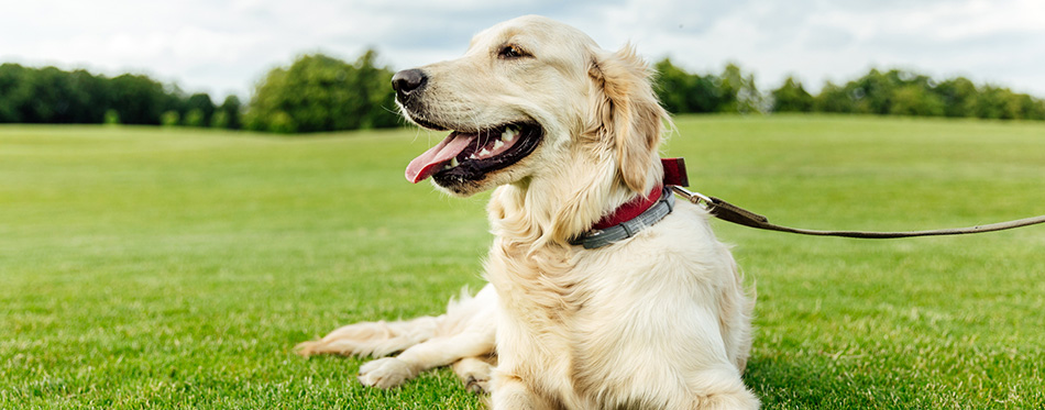 Golden retriever dog on grass