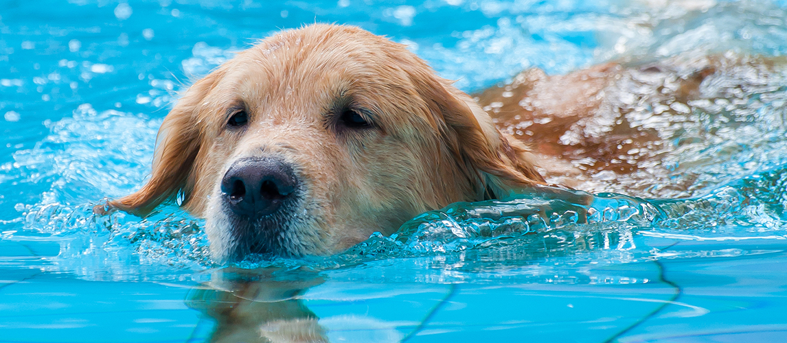 Golden retriever swimming