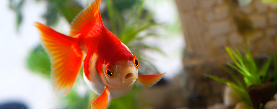 Goldfish sucks a rocks in the aquarium