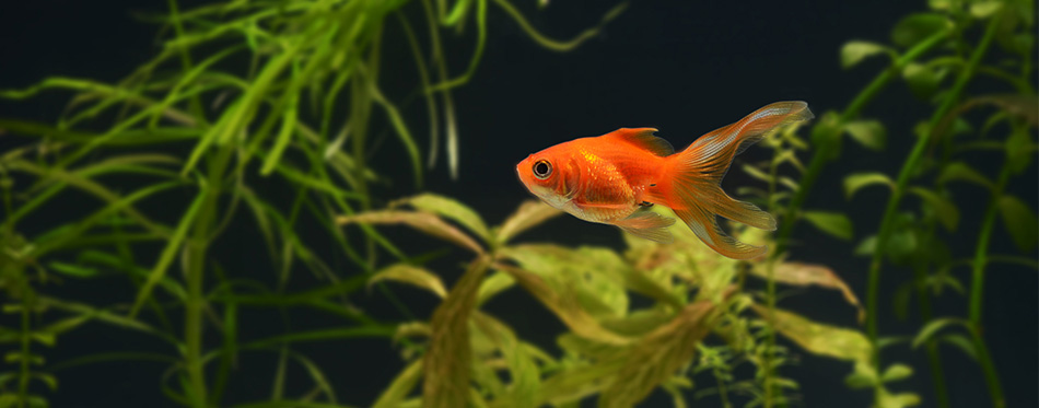 Goldfish swimming