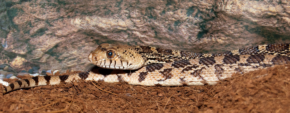 Gopher Snake