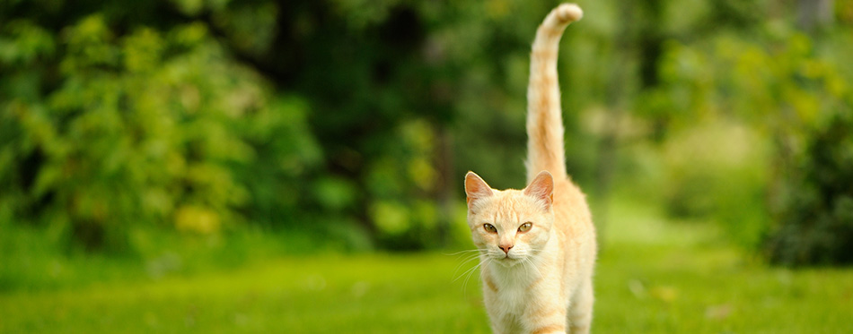 Graceful Cat Walking on Green Grass