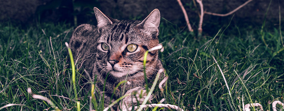 Gray Manx cat lying in the grass