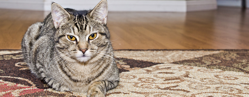 Gray tabby cat laying on carpet