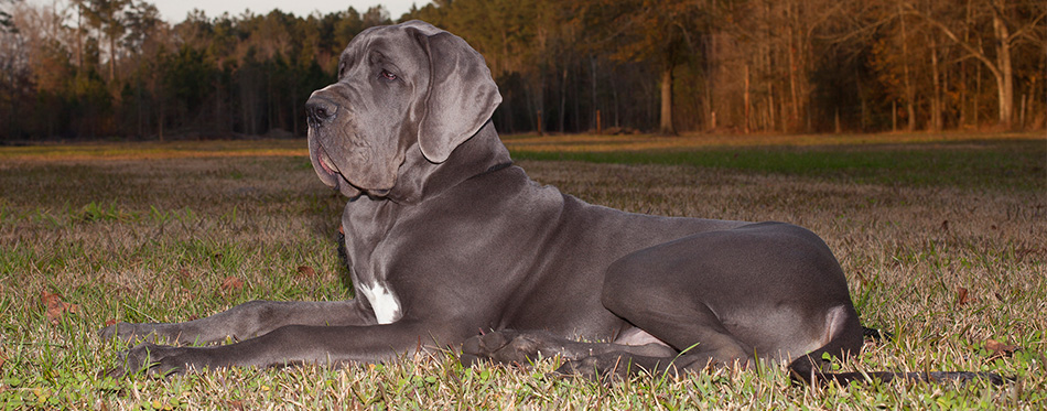 Great Dane