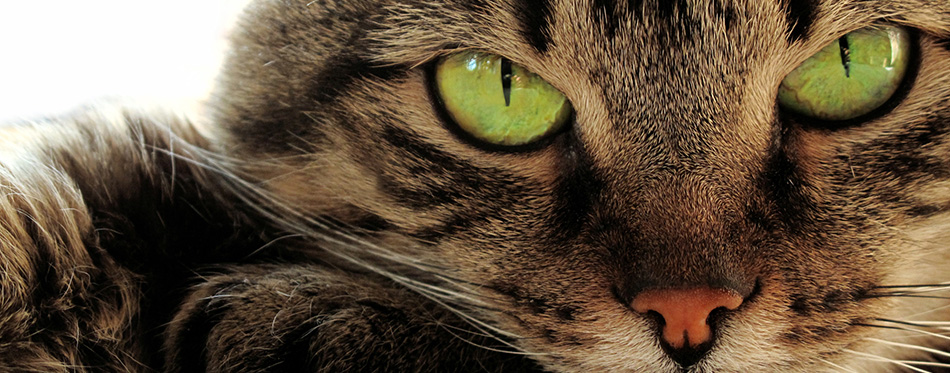 Green-eyed cat