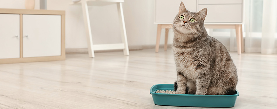 Grey cat in a litter box