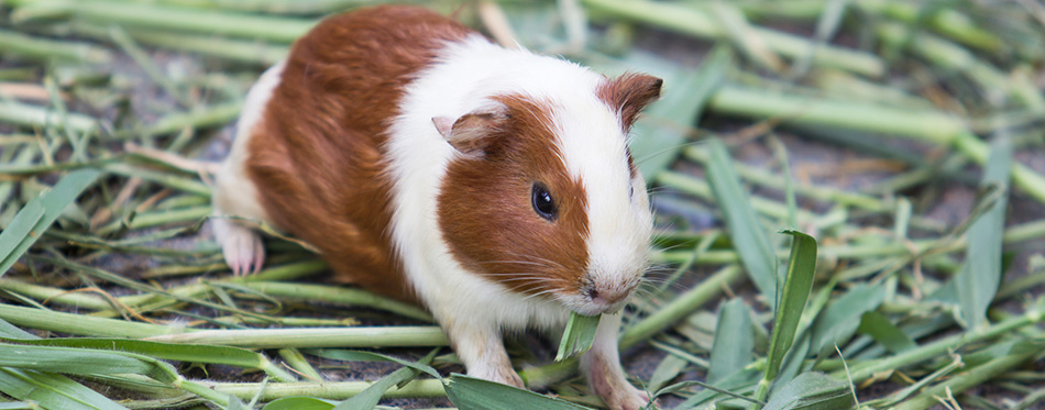 Guinea pig