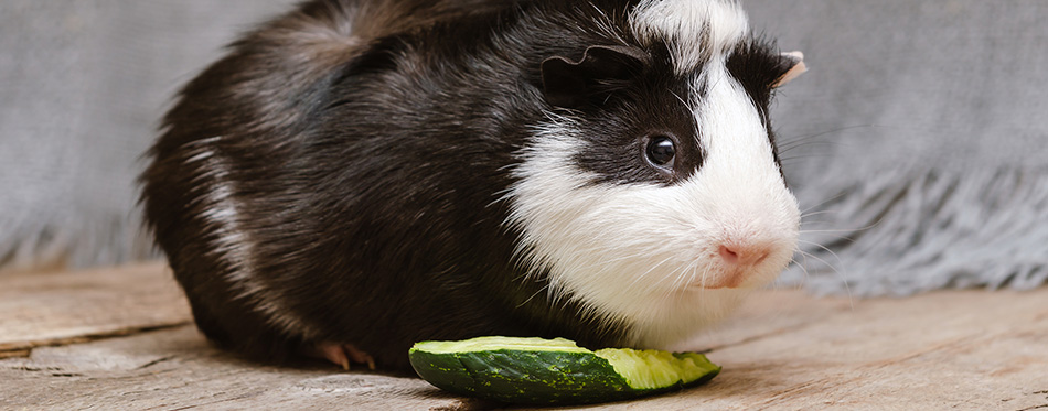 Guinea pig eating zucchini