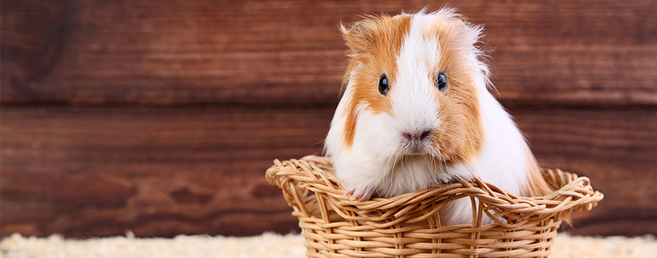 Guinea pig in a basket