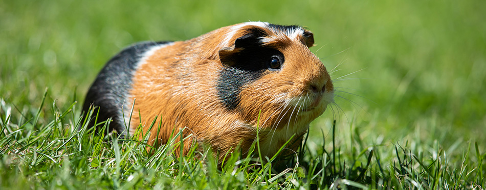 Guinea pig on the grass