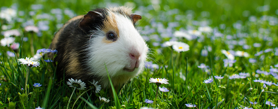 Guinea pig walking