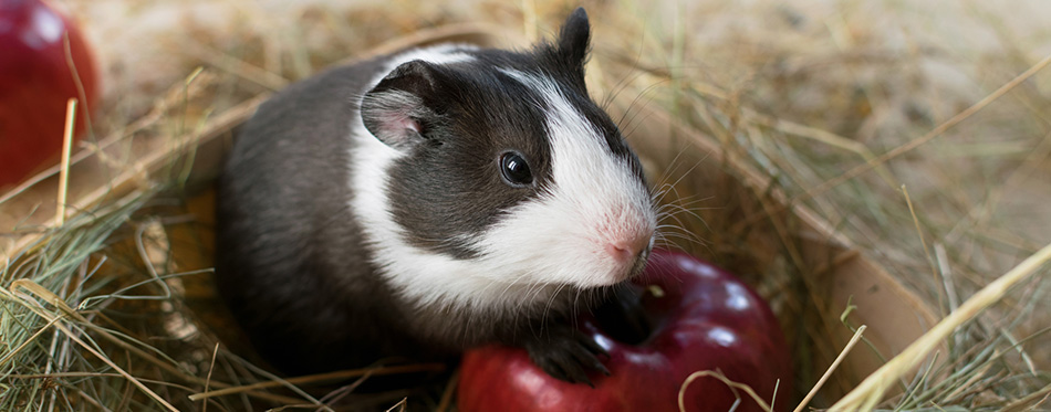 Guinea pig with an apple