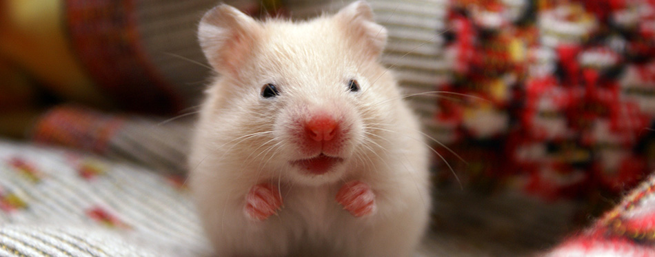 Hamster