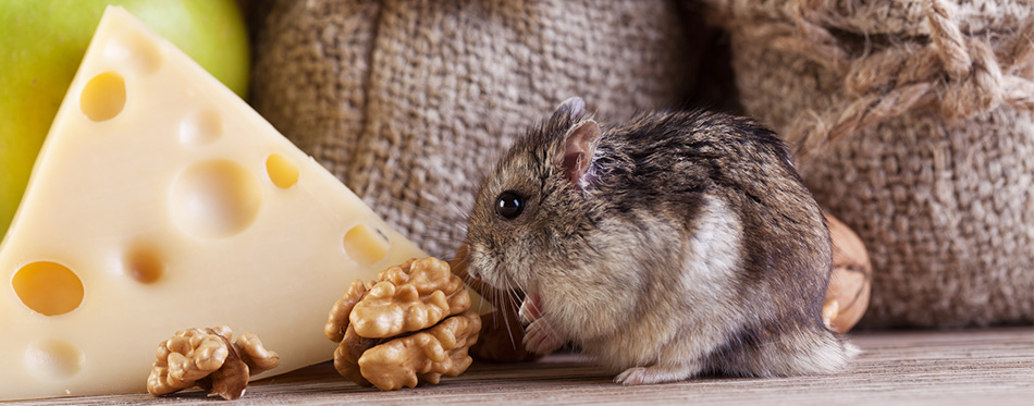 Hamster and cheese