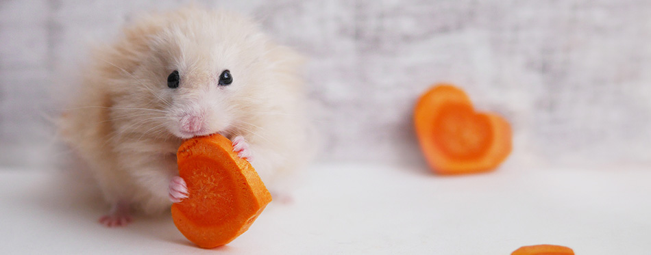 Hamster eating carrots