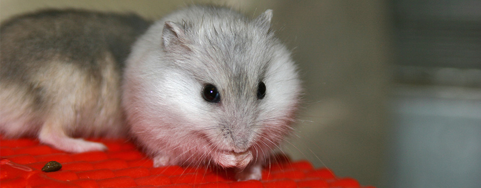 Hamsters eating grape