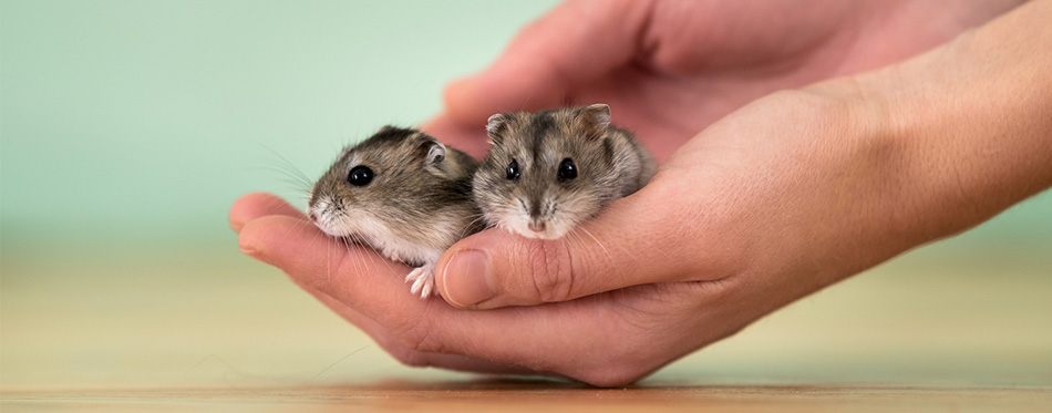 Hamsters in hands