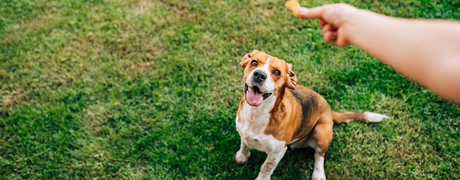 Hand of woman feeding happy dog with treats