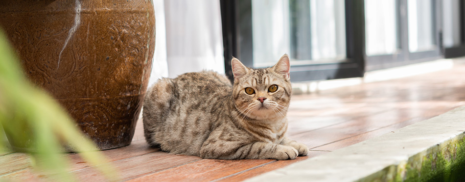 Handsome tabby cat sit on wooden balcony