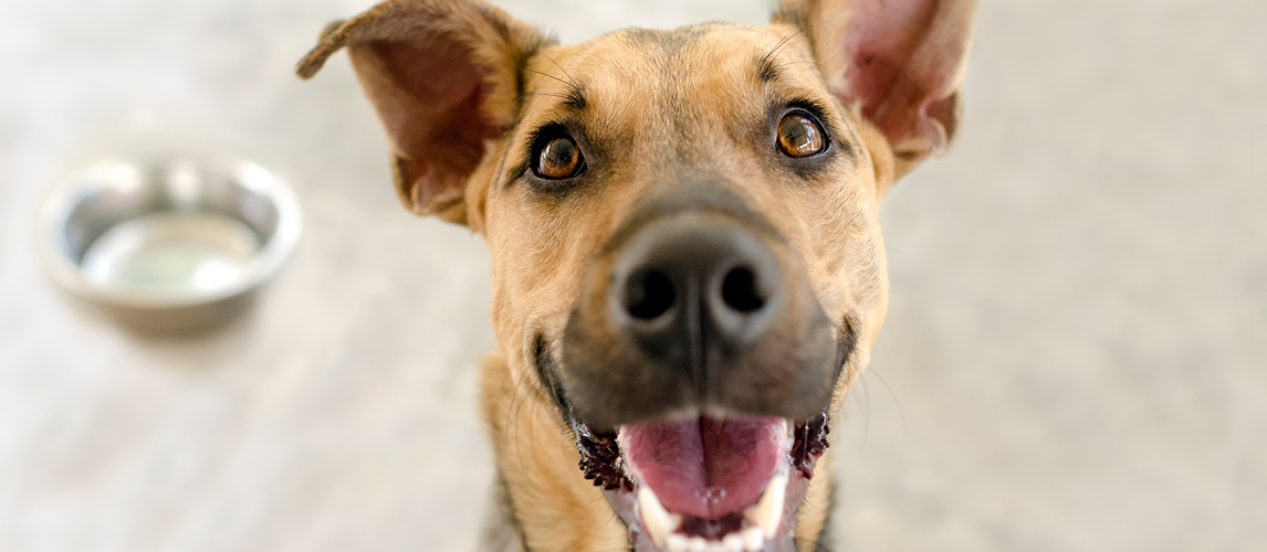 Happy Dog Bowl