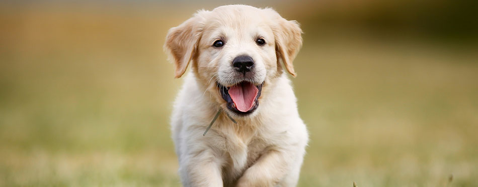 Happy golden retriever puppy