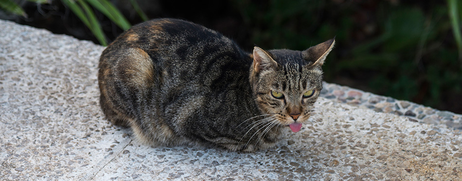 Homeless cat on the street