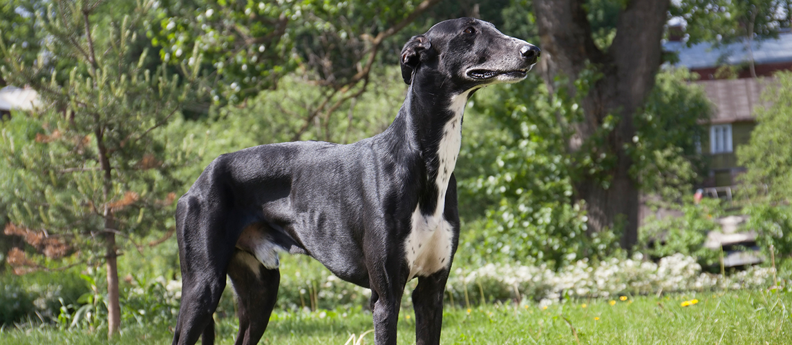 Hort greyhound