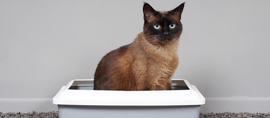 House-trained cat sitting in cat toilet or litter box