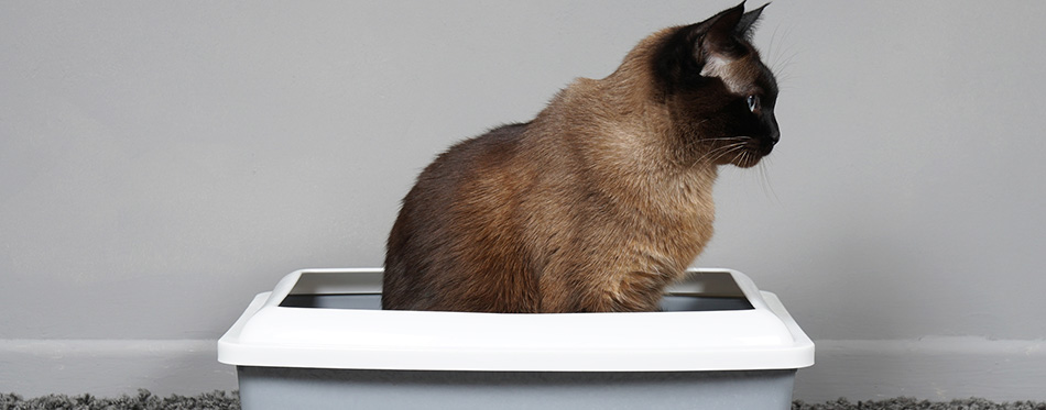 Housebroken cat sitting in cats toilet or litter box