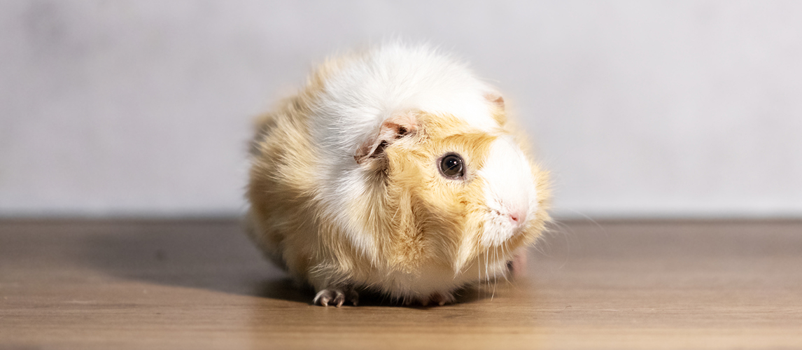 guinea pig age expectancy