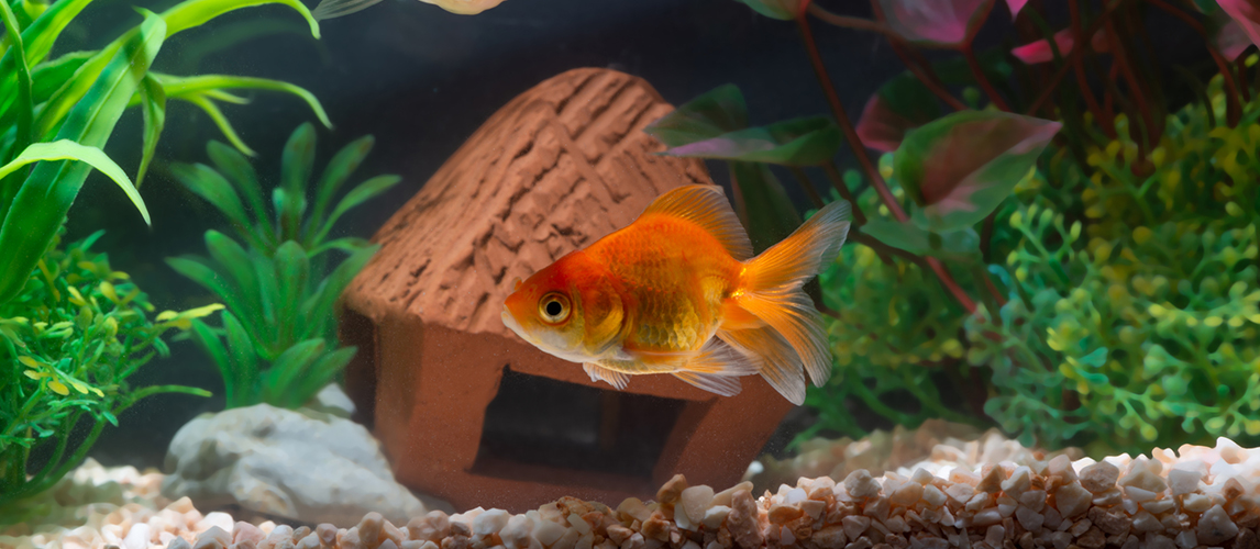 How Can You Tell if Your Goldfish Is Pregnant?