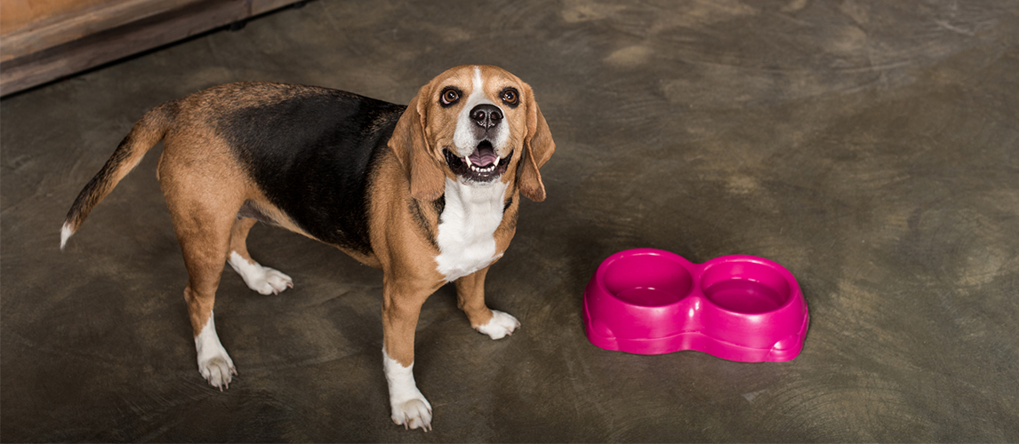 Hungry Beagle dog