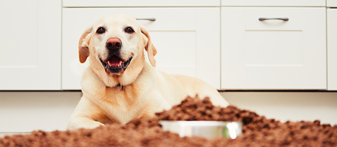 Hungry Labrador retriever