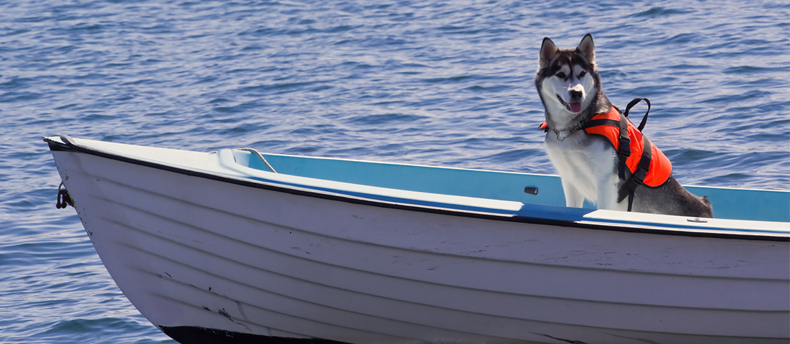 Husky dog on the boat